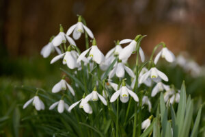 The Snowdrop plant representing the beginning of Spring while celebrating Easter, Good Friday, Passover, and Ramadan in 2023 and the importance of rituals